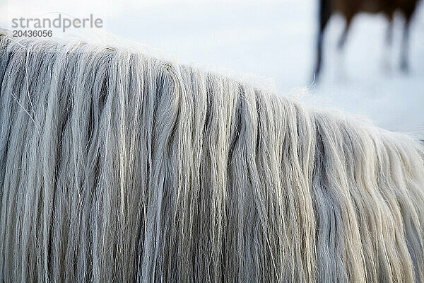 Detail of a white horse mane