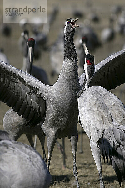 Common cranes at Gallocanta lagoon in autumn. Teruel  Aragon