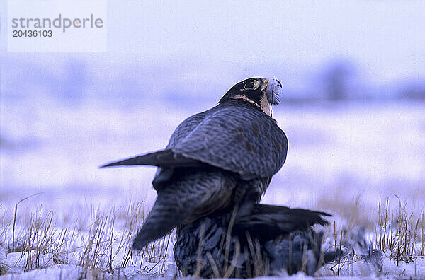 Peregrine Falcon / Duck Hawk ( Falco peregrinus ) in MonfragÃ¼e National park