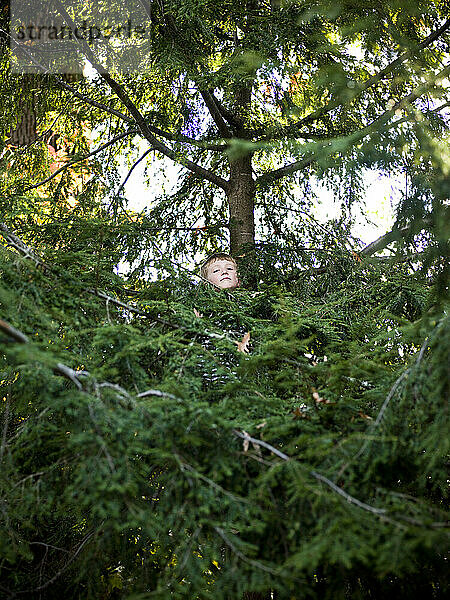 boy climbs high in a pine tree