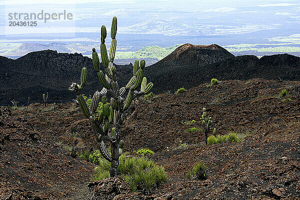 Candelabra cactus  Volcan Sierra Negra  Isabela island