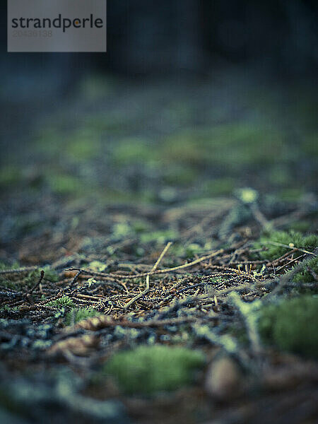 forest floor