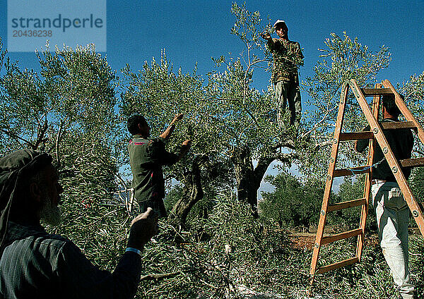 Olive Harvest in West Bank