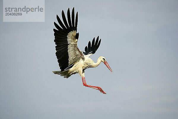 White stork- Ciconia ciconia