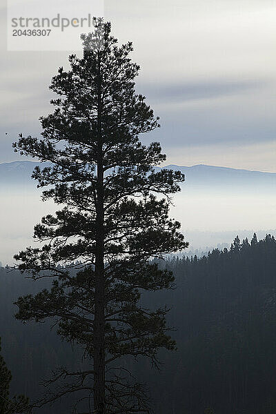 A smokey haze from Idaho Wildfires lies behind the silhouette of a Ponderosa Pine in the Bitterroot Valley on a Fall morning.