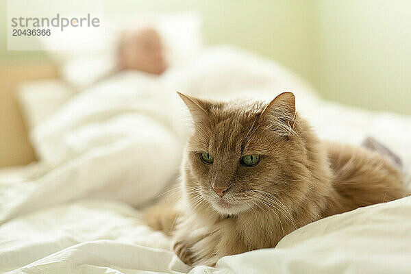 Close up of an orange Maine Coon cat on a bed with a man sleeping in the background.