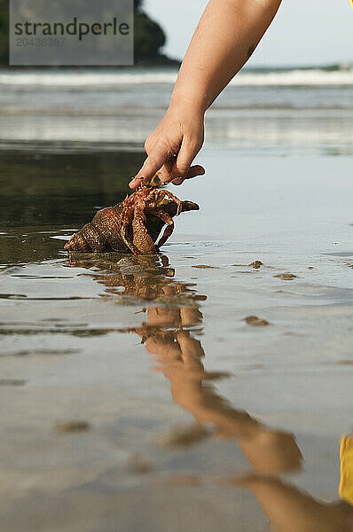 A young childs hand reaches down to touch a hermit crab on the beach in Whangamata  New Zealand.