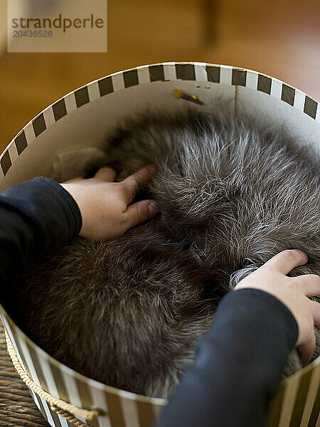 boy reaches into box for fur hat