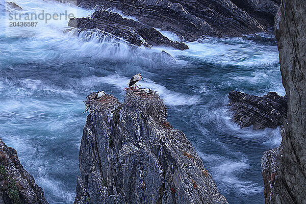 Storks in the Cape Sardao in Portugal