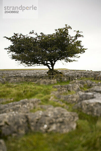 Single tree on rocky soil.