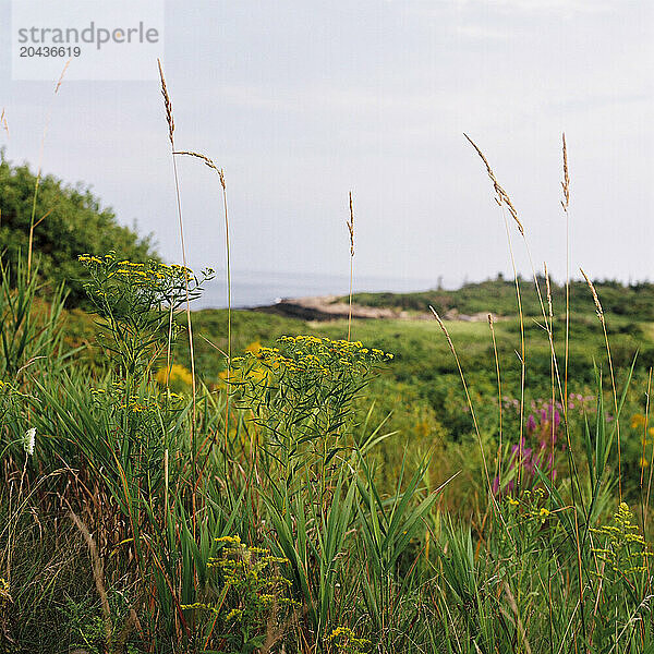 wild flowers and ocean view