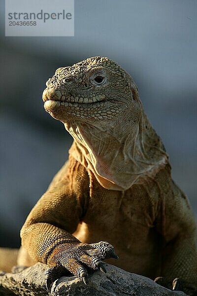 Iguana  Conolophus pallidus  Santa Fe island