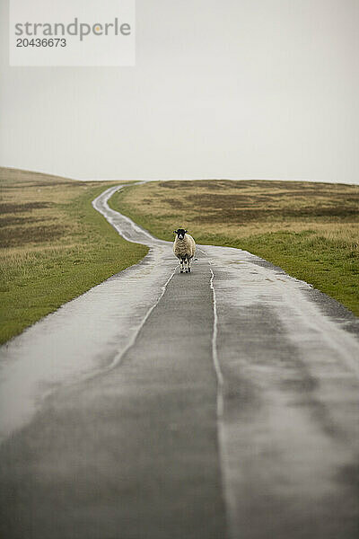 Single sheep standing in road.