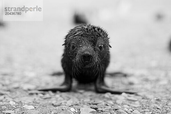 Fur seal pup (Arctocephalus gazella) at Salisbury Plain  South Georgia.