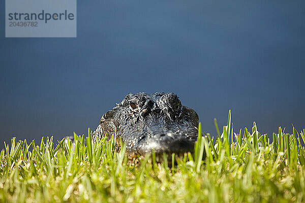 Alligator in the Everglades swamp