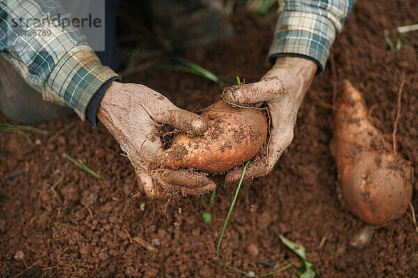 Farmers harvest Sweet potatoes during a Crop Mob