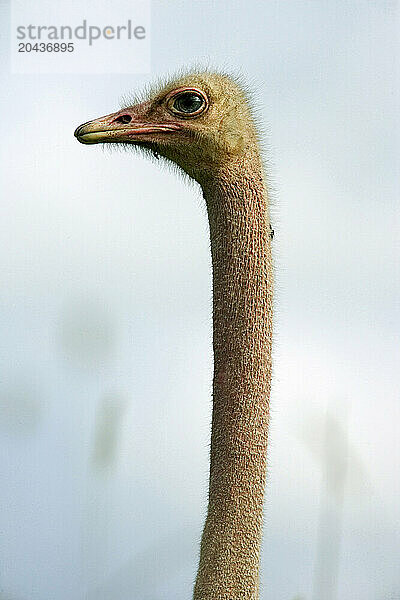 Head of an ostrich  Struthio camelus  Narobi National Park  Kenya