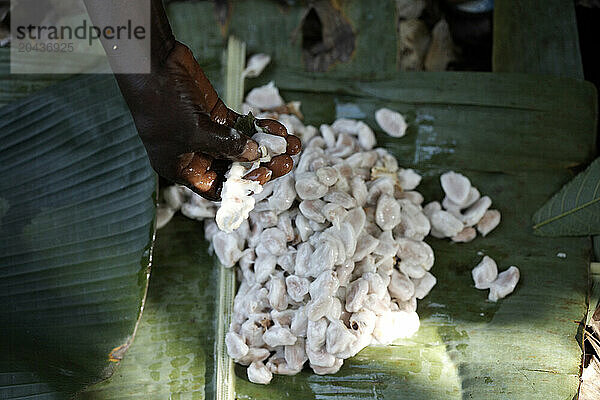 Coco beans just taking out of a coco fruit