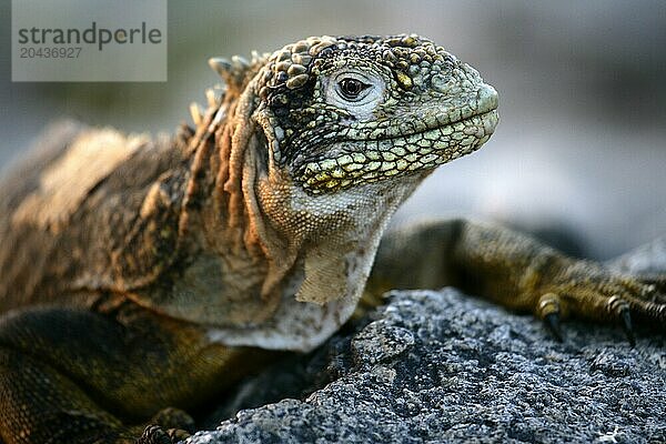 Iguana  Conolophus subcristatus  Plazas Norte island