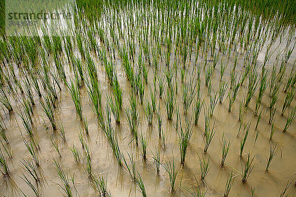 rice field in Mandalay