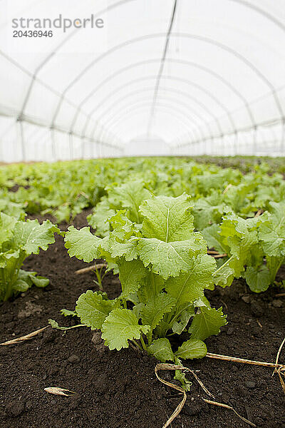 Baby lettuce in greenhouse detail.