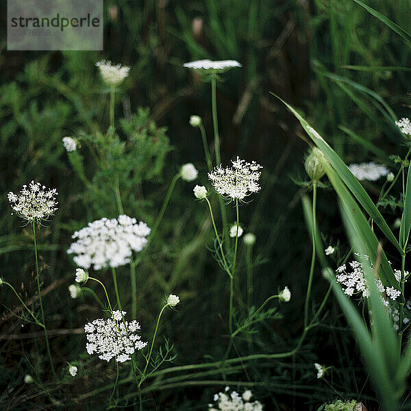 wild flowers in southern Maine