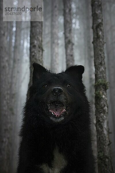 Portrait image of Hungarian Sheepdog in the the misty forest