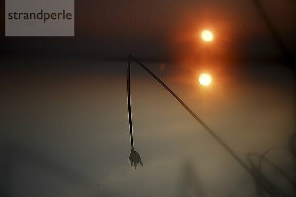 Nature Reserve of Lagunas de Villafafila at sunset  Zamora  Castilla y Leon  Spain