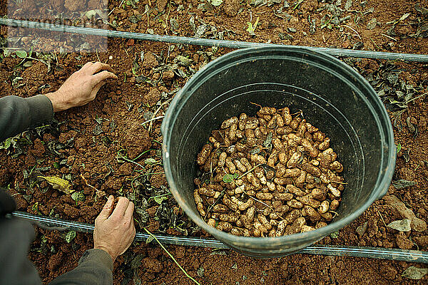 Farmers harvest peanuts during a Crop Mob