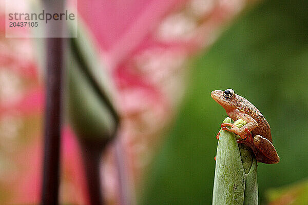 frog on a leaf in the Garamba National ParkDemocratic Republic of Congo