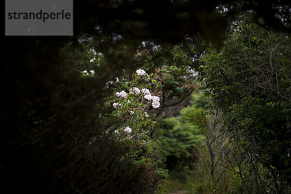 Pink flowers seen through a greenery on a walking trail in New England.