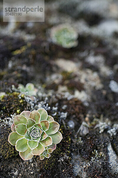 Plant detail on rock and moss.