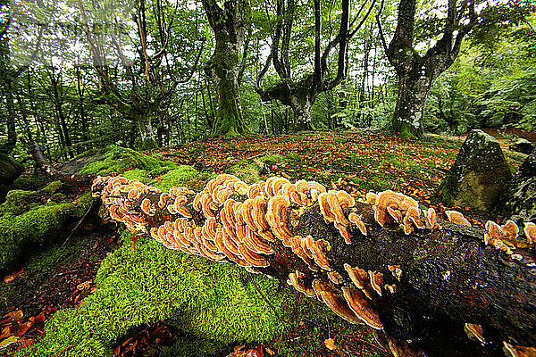 Beech forest in the Natural Park of UrkiolaGroup of mushrooms in a beech forest