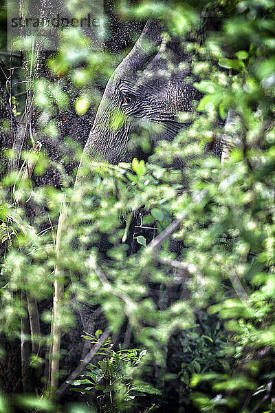 A wild male elephant during his must ( musth ) period. photo taken in Yala national park  Sri Lanka.