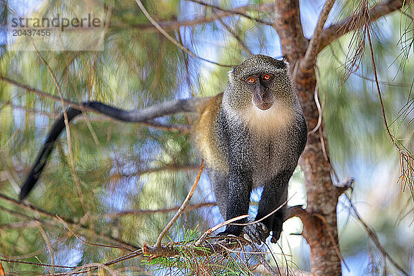 A blue monkey in the lush jungles of Zanzibar  Tanzania.