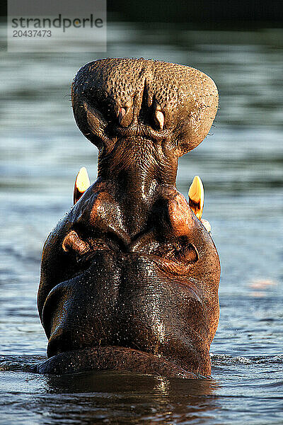 Hippo -Hippopotamus amphibius-Democratic Republic of Congo Garamba National Park Garamba river