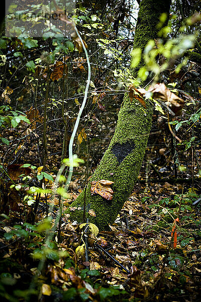 Missing moss forms a heart on a tree.