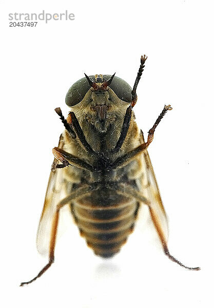 Insect  Pale Giant Horsefly  Tabanus bovinus