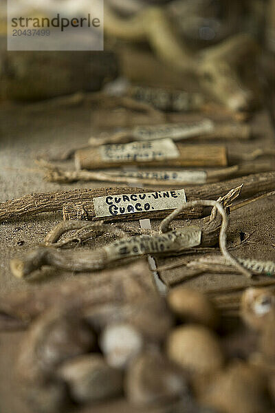 Herb and plant sample collected by a Mayan herbal doctor.