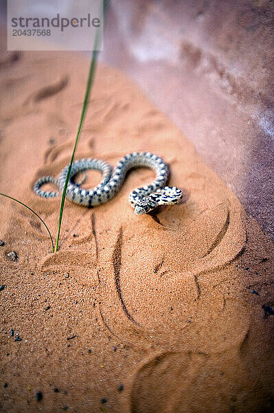 A tiny gopher snake in Grand Staircase Escalante  Utah  on 5/30/2010