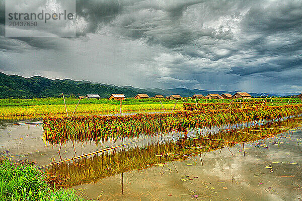 rice crops in Inle Lake. Myanmar