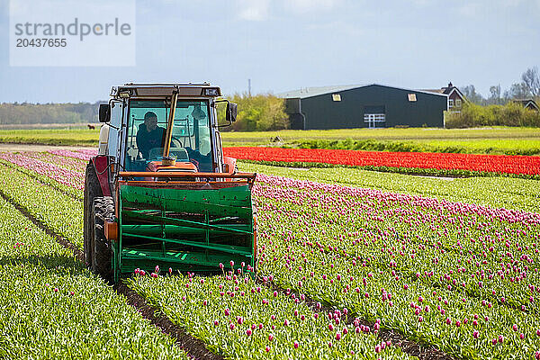 Farmer Deadheading The Tulips With Farm Machinery Near Alkmaar