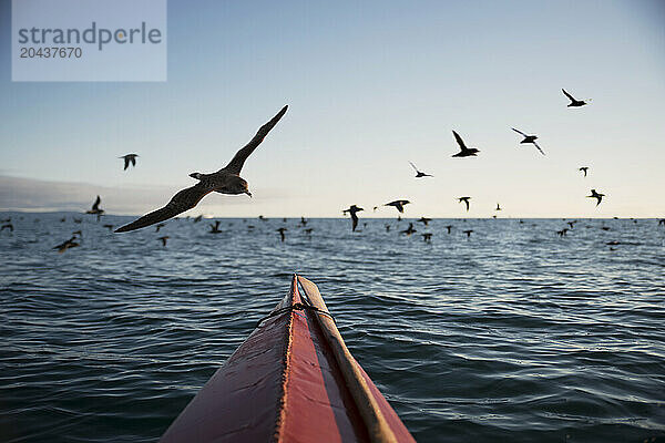 Shearwaters fly over kayak  Monterey Bay