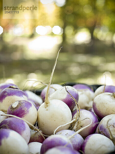 portland maine farmers market