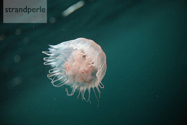 A Jellyfish with long tentacles swims underwater off the coast of North Carolina.