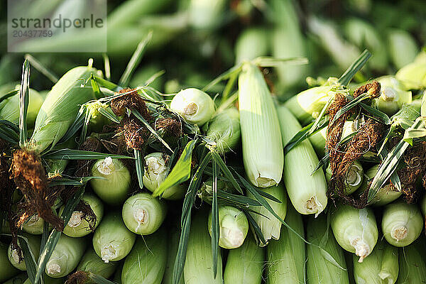 Sweet corn is for sale on a pick-up truck