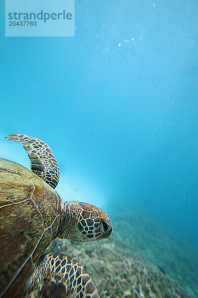 Sea Turte swimming over reef underwater near Lady Elliot Island in the Great Barrier Reef  Australia