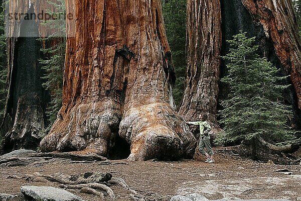 A female hiker next to a giant sequoia tree in Sequoia National Park.