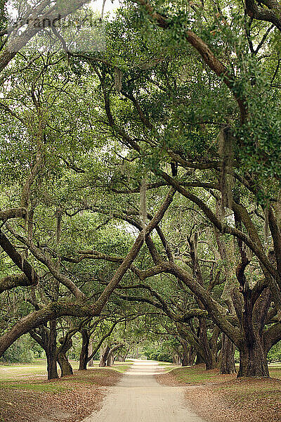 Live oaks line a dirt road on the way to Orton Plantation.