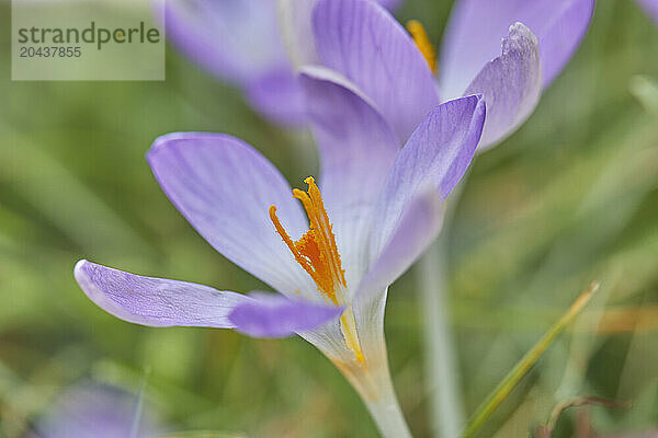 Purple crocuses in flower in early spring  one of the earliest flowers to announce the arrival of spring  in Devon  England  United Kingdom  Europe